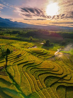 Beautiful morning view indonesia Panorama Landscape paddy fields with beauty color and sky natural light
