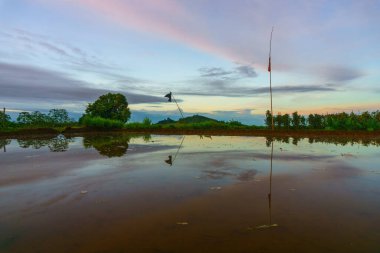 Beautiful morning view indonesia Panorama Landscape paddy fields with beauty color and sky natural light