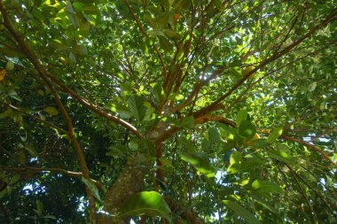 Güzel gökyüzü manzarası. Yumuşak bulutlar ve açık havada yeşil ağaçlar.