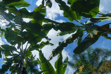 Güzel gökyüzü manzarası. Yumuşak bulutlar ve açık havada yeşil ağaçlar.