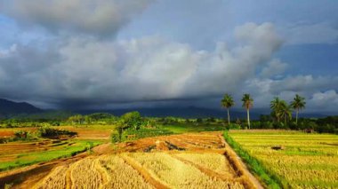 Beautiful morning view indonesia Panorama Landscape paddy fields with beauty color and sky natural light