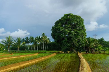 Beautiful morning view indonesia Panorama Landscape paddy fields with beauty color and sky natural light
