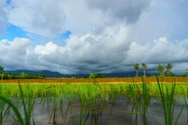 Beautiful morning view indonesia Panorama Landscape paddy fields with beauty color and sky natural light