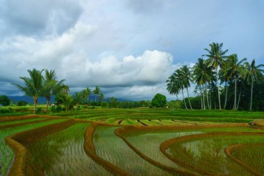 Beautiful morning view indonesia Panorama Landscape paddy fields with beauty color and sky natural light