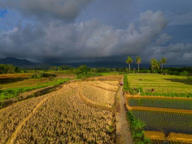 Beautiful morning view indonesia Panorama Landscape paddy fields with beauty color and sky natural light