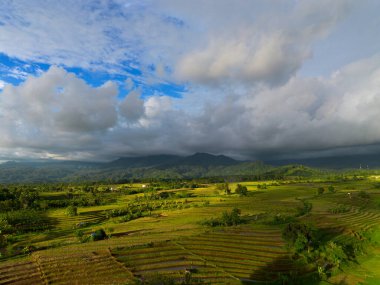 Beautiful morning view indonesia Panorama Landscape paddy fields with beauty color and sky natural light