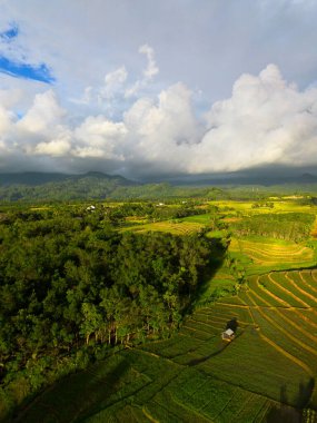 Beautiful morning view indonesia Panorama Landscape paddy fields with beauty color and sky natural light