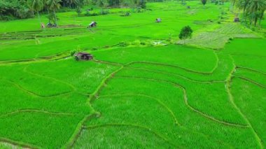 Beautiful morning view indonesia Panorama Landscape paddy fields with beauty color and sky natural light