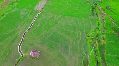 Beautiful morning view indonesia Panorama Landscape paddy fields with beauty color and sky natural light
