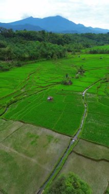 Beautiful morning view indonesia Panorama Landscape paddy fields with beauty color and sky natural light