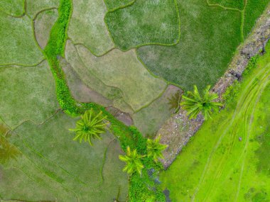 Beautiful morning view indonesia Panorama Landscape paddy fields with beauty color and sky natural light