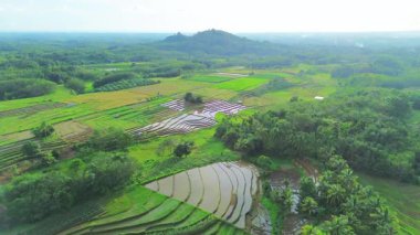 Beautiful morning view indonesia Panorama Landscape paddy fields with beauty color and sky natural light