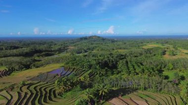 Beautiful morning view indonesia Panorama Landscape paddy fields with beauty color and sky natural light