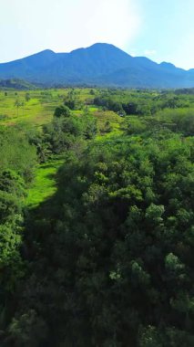 Beautiful morning view indonesia Panorama Landscape paddy fields with beauty color and sky natural light