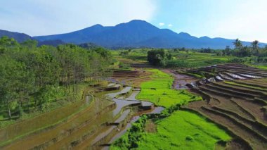 Beautiful morning view indonesia Panorama Landscape paddy fields with beauty color and sky natural light