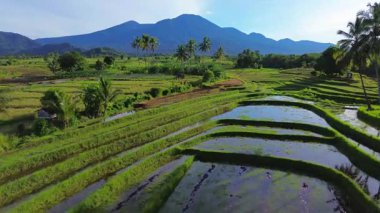 Beautiful morning view indonesia Panorama Landscape paddy fields with beauty color and sky natural light