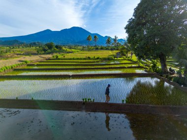 Beautiful morning view indonesia Panorama Landscape paddy fields with beauty color and sky natural light