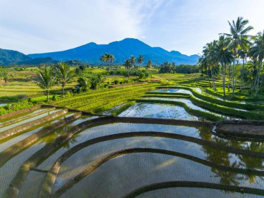 Beautiful morning view indonesia Panorama Landscape paddy fields with beauty color and sky natural light