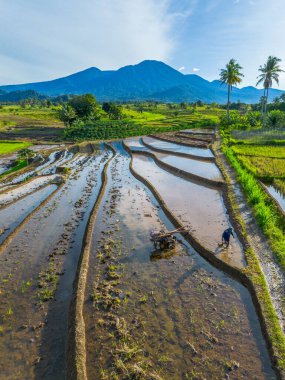 Beautiful morning view indonesia Panorama Landscape paddy fields with beauty color and sky natural light