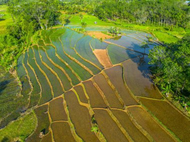 Beautiful morning view indonesia Panorama Landscape paddy fields with beauty color and sky natural light