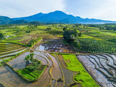 Beautiful morning view indonesia Panorama Landscape paddy fields with beauty color and sky natural light