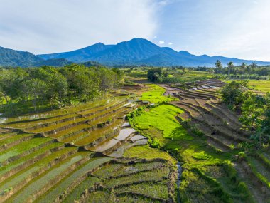 Beautiful morning view indonesia Panorama Landscape paddy fields with beauty color and sky natural light