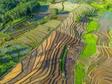 Beautiful morning view indonesia Panorama Landscape paddy fields with beauty color and sky natural light