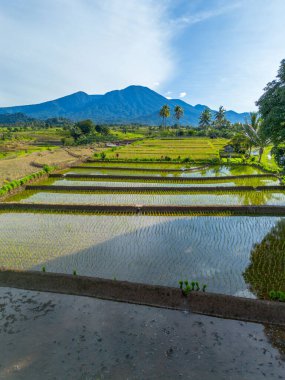 Beautiful morning view indonesia Panorama Landscape paddy fields with beauty color and sky natural light