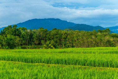 Beautiful morning view indonesia Panorama Landscape paddy fields with beauty color and sky natural light