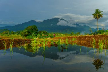 Beautiful morning view indonesia Panorama Landscape paddy fields with beauty color and sky natural light