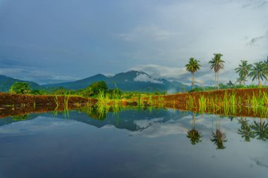 Beautiful morning view indonesia Panorama Landscape paddy fields with beauty color and sky natural light