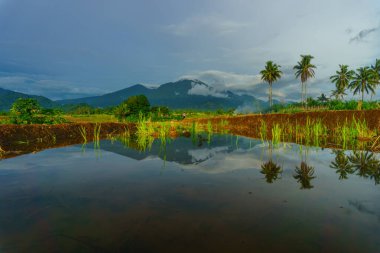 Beautiful morning view indonesia Panorama Landscape paddy fields with beauty color and sky natural light