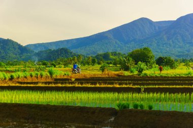 Beautiful morning view indonesia Panorama Landscape paddy fields with beauty color and sky natural light