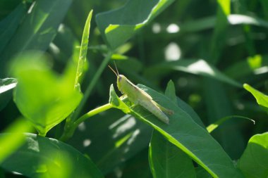 Beautiful morning view indonesia Panorama Landscape paddy fields with beauty color and sky natural light
