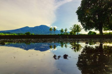 Beautiful morning view indonesia Panorama Landscape paddy fields with beauty color and sky natural light