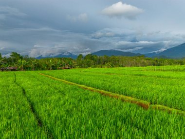 Beautiful morning view indonesia Panorama Landscape paddy fields with beauty color and sky natural light