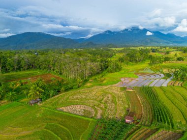 Beautiful morning view indonesia Panorama Landscape paddy fields with beauty color and sky natural light