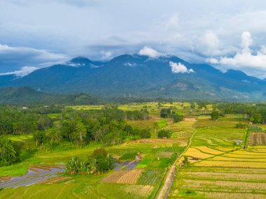 Beautiful morning view indonesia Panorama Landscape paddy fields with beauty color and sky natural light