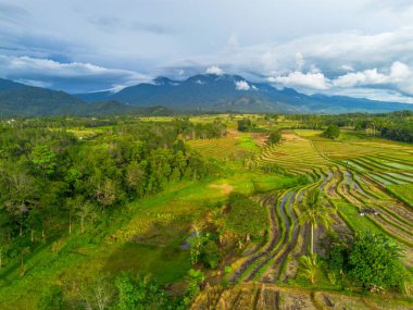 Beautiful morning view indonesia Panorama Landscape paddy fields with beauty color and sky natural light