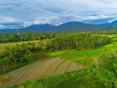 Beautiful morning view indonesia Panorama Landscape paddy fields with beauty color and sky natural light