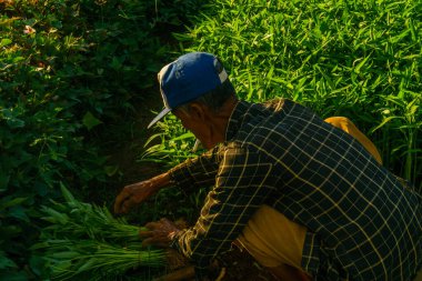Bir pirinç çiftçisi, Endonezya 'daki yeşil çeltik tarlalarıyla ilgilenen parlak bir sabah ışığında çalışıyor. Açık gökyüzü ve temiz kırsal atmosfer, günlük tarım yaşamını ve kırsal kesimin sükunetini betimliyor.