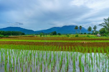 Beautiful morning view indonesia Panorama Landscape paddy fields with beauty color and sky natural light