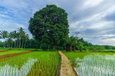 Beautiful morning view indonesia Panorama Landscape paddy fields with beauty color and sky natural light