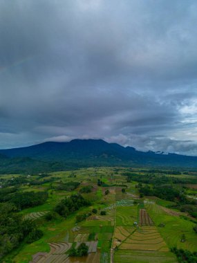 Beautiful morning view indonesia Panorama Landscape paddy fields with beauty color and sky natural light