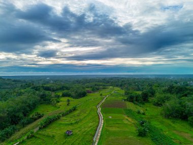 Beautiful morning view indonesia Panorama Landscape paddy fields with beauty color and sky natural light
