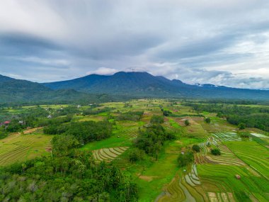 Beautiful morning view indonesia Panorama Landscape paddy fields with beauty color and sky natural light
