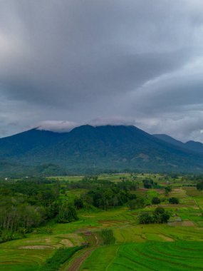 Beautiful morning view indonesia Panorama Landscape paddy fields with beauty color and sky natural light