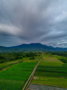 Beautiful morning view indonesia Panorama Landscape paddy fields with beauty color and sky natural light