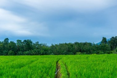 Beautiful morning view indonesia Panorama Landscape paddy fields with beauty color and sky natural light