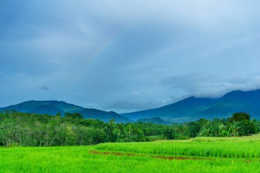 Beautiful morning view indonesia Panorama Landscape paddy fields with beauty color and sky natural light